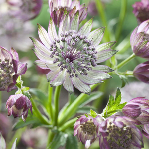 Astrantia Superstar (PBR)