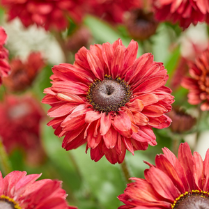 Rudbeckia hirta Enchanted Romance
