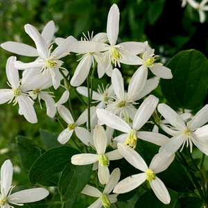Clematis Sweet Scentsation