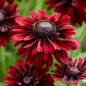 Rudbeckia hirta Enchanted Velvet Flame