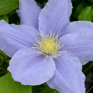 Clematis Zara ('Evipo062') (PBR) (Boulevard Series)
