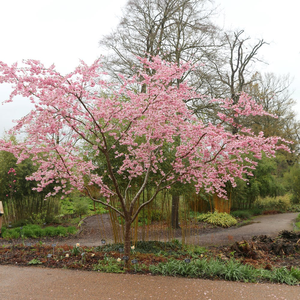 Prunus Accolade