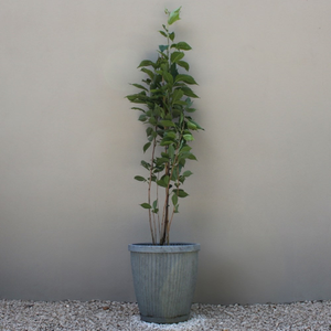 Prunus Amanogawa