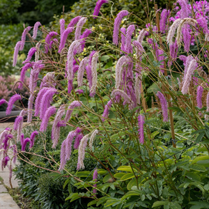 Sanguisorba hakusanensis Lilac Squirrel