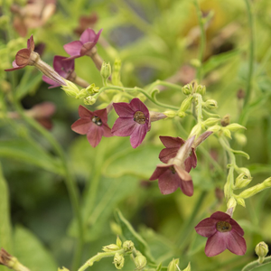 Nicotiana langsdorffii Bronze Queen