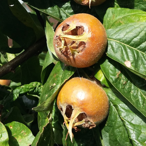 medlar Nottingham