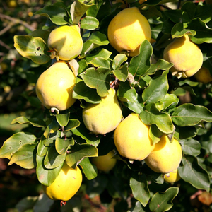 quince Vranja
