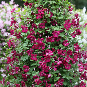 Clematis Rubra