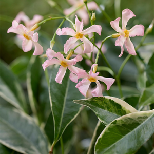 Trachelospermum asiaticum Star of Milano ('Trsuz01')