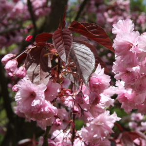 Prunus Royal Burgundy