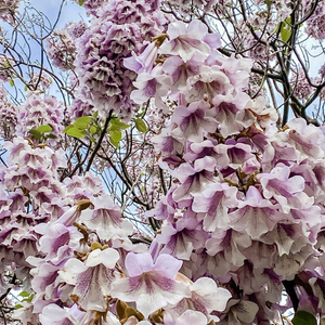 Paulownia elongata Futuro (PBR)