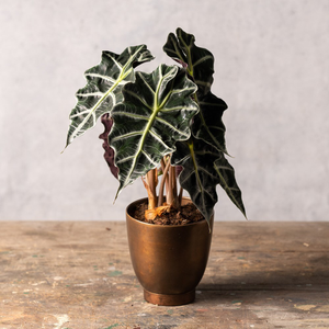 Alocasia × amazonica Polly