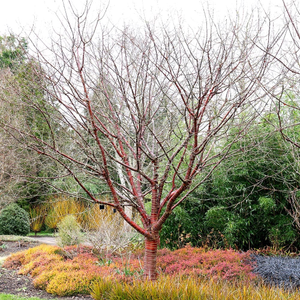 Prunus serrula 