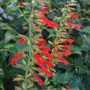 Salvia Tropicolour Sunrise ('Tropog021') (PBR) (Tropicolour Series)