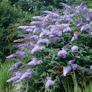 Buddleja Bressingham Bountiful