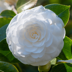 Camellia japonica 'Mathotiana Alba' - P9 Pot