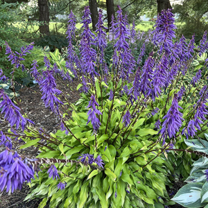 Hosta Time in a Bottle (PBR)
