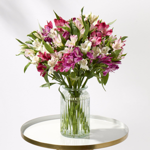 Deluxe Amazing Alstroemeria