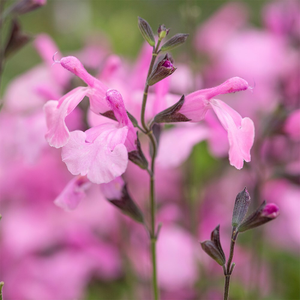 Salvia × jamensis Malabar Mighty Pink