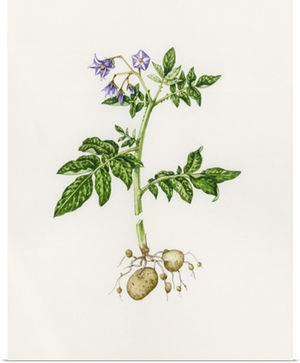 Potato (Solanum tuberosum)