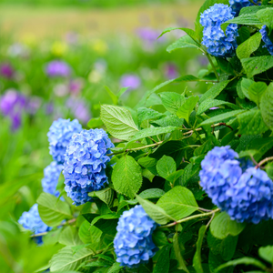 Hydrangea macrophylla 'Nikko Blue' - 3L Pot