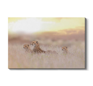Cheetah Family