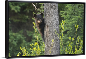 Black Bear Cub In Tree