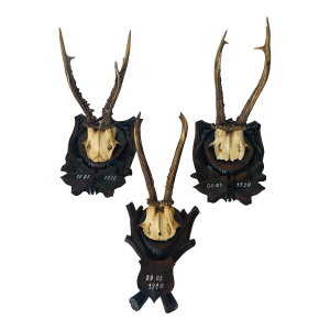 3,Antique Black Forest Deer Antlers Trophies 1910 on Carved Mounts