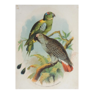 Small 1890s Parrot Color Lithograph