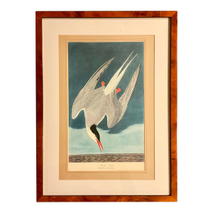 1960s John James Audubon Original Folio Print Great Birds Edition (Arctic Tern) Matted and Framed in Solid Burl Wood Vintage Frame