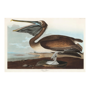 Brown Pelican, Vintage Art Print Reproduction From Birds of America by John James Audubon, 48″ × 32″