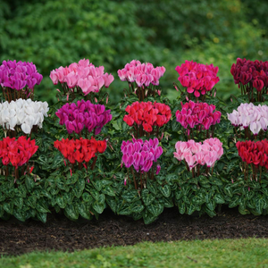 Cyclamen Super Serie Verano Mixed | Tray of 40 Plug Plants