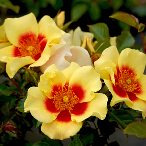 Rosa 'Eye of the Tiger' - 5L Pot