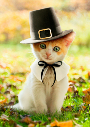 Moonpig Cat In A Pilgrim Hat Happy Thanksgiving Card