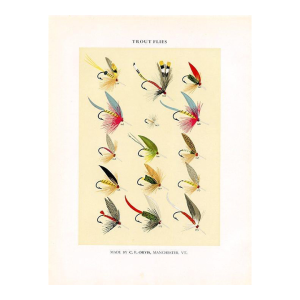 Vintage Trout Fishing Flies Print by Charles Orvis, Original Vintage Fishing Print, Lithograph