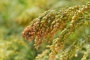 Green Millet