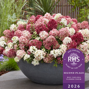Hydrangea paniculata Groundbreaker Ruby ('LC NO27') (PBR)