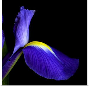 Iris II