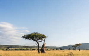 Wilderness Mara