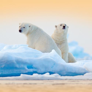 Svalbard & Arctic Explorer