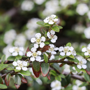 Cotoneaster horizontalis