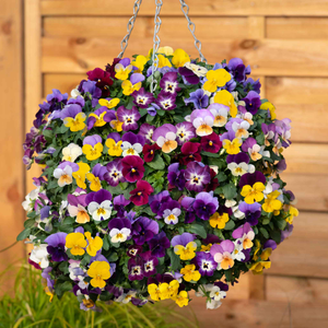 Viola 'Teardrops Mix'