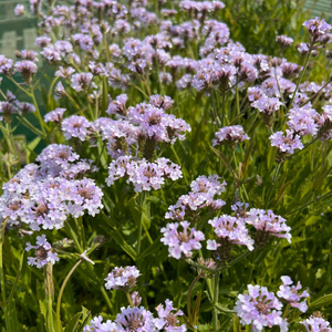 Verbena Polaris Blue Sky | 1 Litre Garden Ready Plant