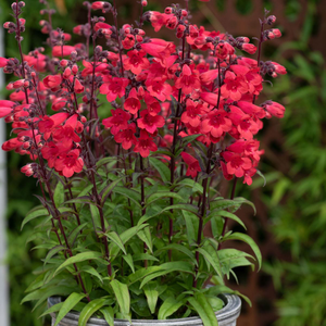 Penstemon Mountain Treats Red | 1 Litre Garden Ready Plant