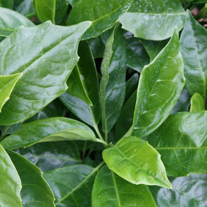 Aucuba japonica Rozannie