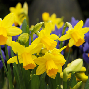Narcissus Tête-à-tête