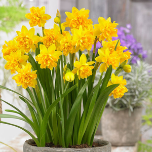 Narcissus Tête Bouclé