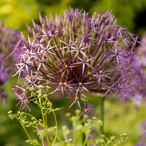 Allium cristophii 