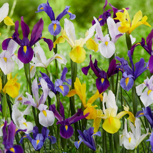 Dutch Iris select growers mixture