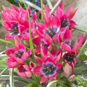 Tulipa Little Beauty